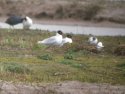 Med Gulls