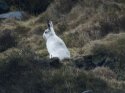 Mountain Hare