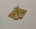 Buff Ermine Moth