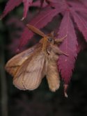Drinker Moth