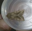 Rosy Rustic