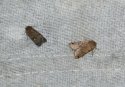 Square-spot Rustic and Brown-spot Pinion