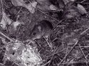 Wood Mouse