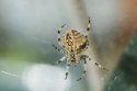 Spider sp