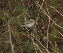 Marsh Tit