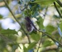 Natter's Bat