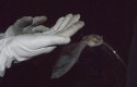 Natter's Bat