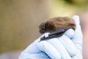 Noctule