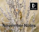 November Notes