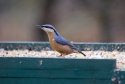Nuthatch