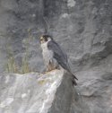 Peregrine Falcon
