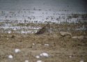 Pectoral Sandpiper
