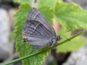 Purple Hairstreak