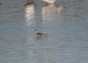 Red Necked Phalarope