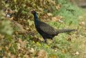 Green Pheasant
