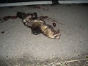 Polecat
