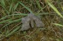Poplar Hawkmoth