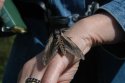 Privet Hawkmoth