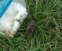 Pygmy Shrew