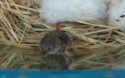 Pygmy Shrew