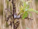Pygmy Shrew