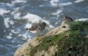Purple Sandpiper