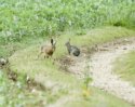 Rabbit and Hare