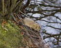 Brown Rat