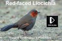Red-faced Liocichla