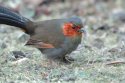Red-faced Liocichla