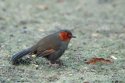 Red-faced Liocichla