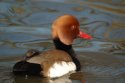 Red Crested Pochard