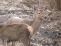 Red Deer