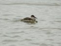 Ruddy Duck