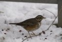 Redwing
