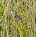 Reed Warbler