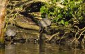 Red Eared Terapin