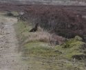 Red Grouse
