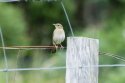 River Warbler