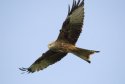 Red Kite
