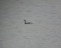 Red Necked Grebe