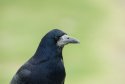 Jackdaw