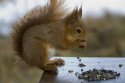 Red Squirrel