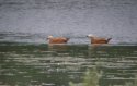 Ruddy Shelduck