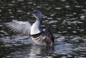 Red Throated Diver