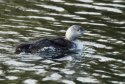 Red Throated Diver