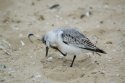 Sanderling