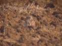 Stone Curlew