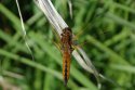 Scarce Chaser