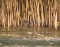 Spotted Crake
